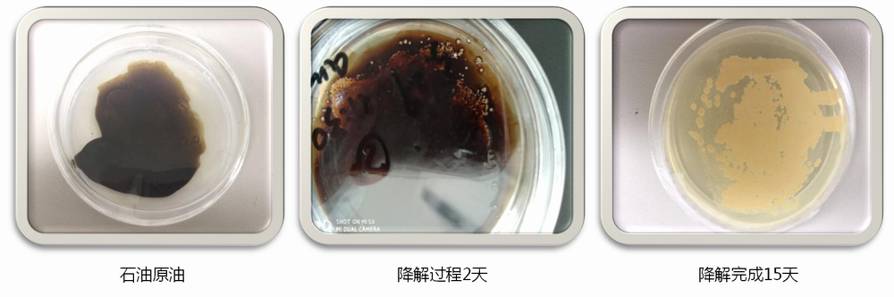 含油土壤生物生态复合修复技术(图3)