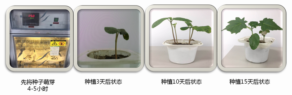 尾渣无害化资源化生物改良技术(图3)